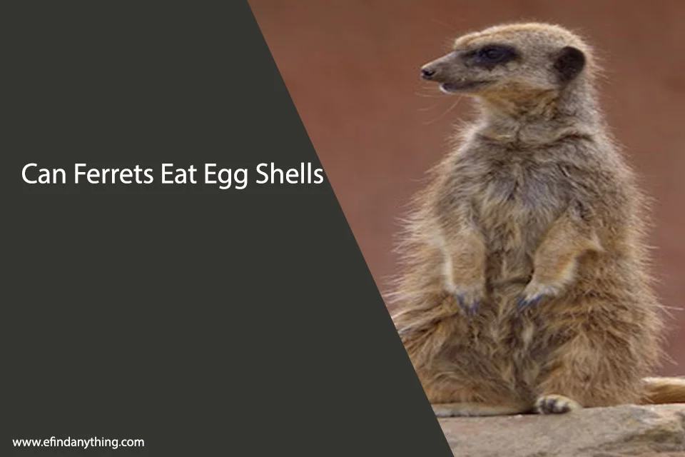 Can Ferrets Eat Egg Shells