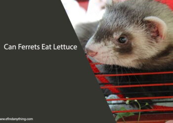 Can Ferrets Eat Lettuce