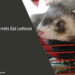 Can Ferrets Eat Lettuce