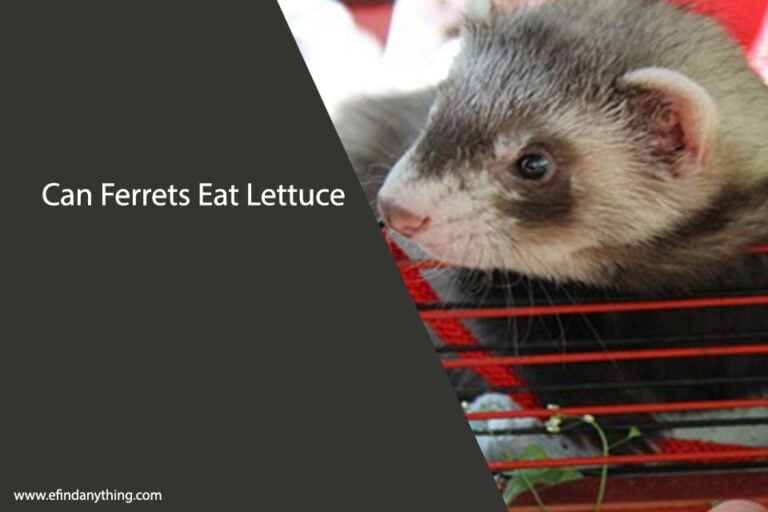 Can Ferrets Eat Lettuce