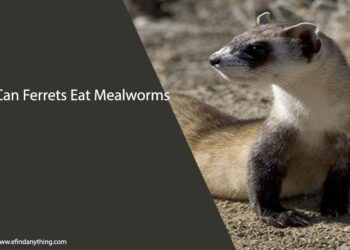 Can Ferrets Eat Mealworms