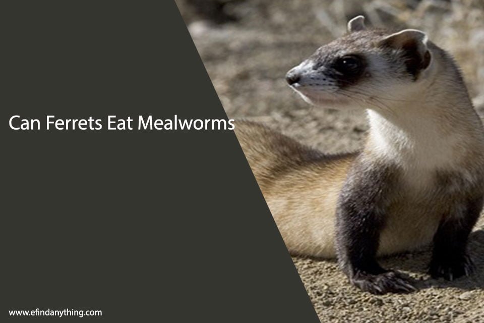 Can Ferrets Eat Mealworms