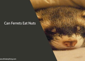 Can Ferrets Eat Nuts
