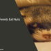 Can Ferrets Eat Nuts