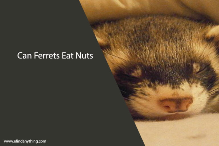 Can Ferrets Eat Nuts