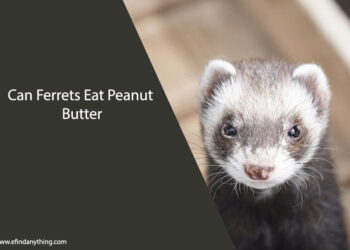 Can Ferrets Eat Peanut Butter