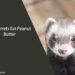 Can Ferrets Eat Peanut Butter