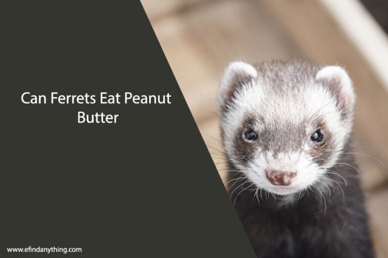 Can Ferrets Eat Peanut Butter