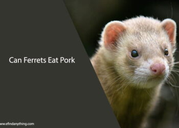 Can Ferrets Eat Pork