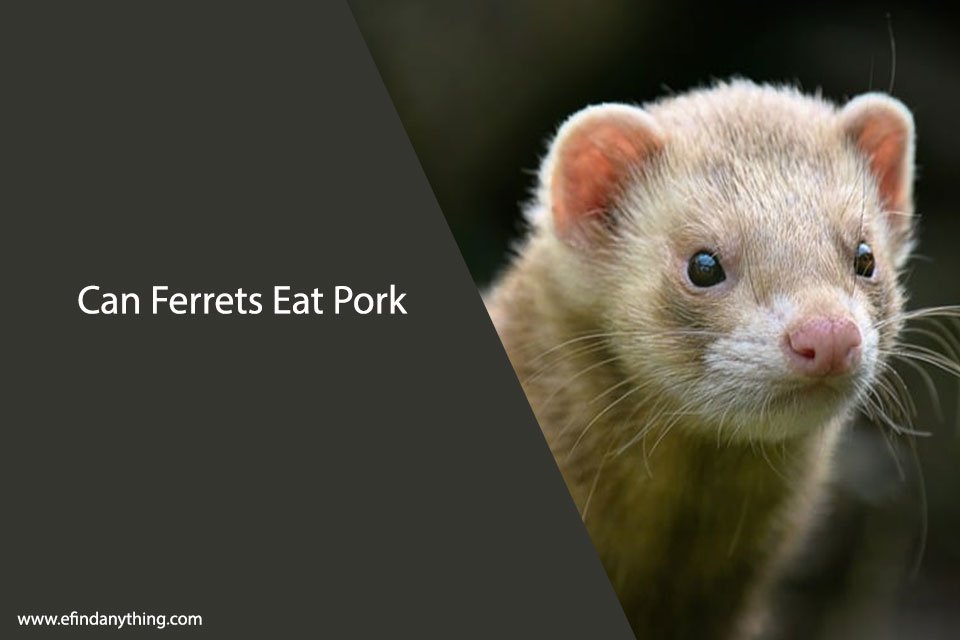 Can Ferrets Eat Pork