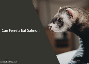 Can Ferrets Eat Salmon