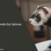Can Ferrets Eat Salmon
