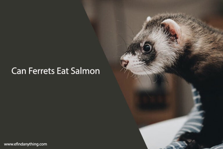 Can Ferrets Eat Salmon
