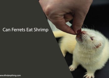 Can Ferrets Eat Shrimp
