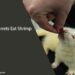 Can Ferrets Eat Shrimp