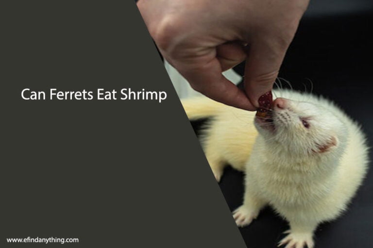 Can Ferrets Eat Shrimp