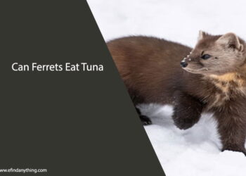 Can Ferrets Eat Tuna