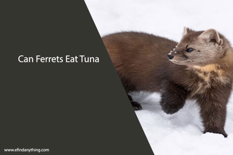 Can Ferrets Eat Tuna