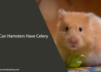 Can Hamsters Have Celery