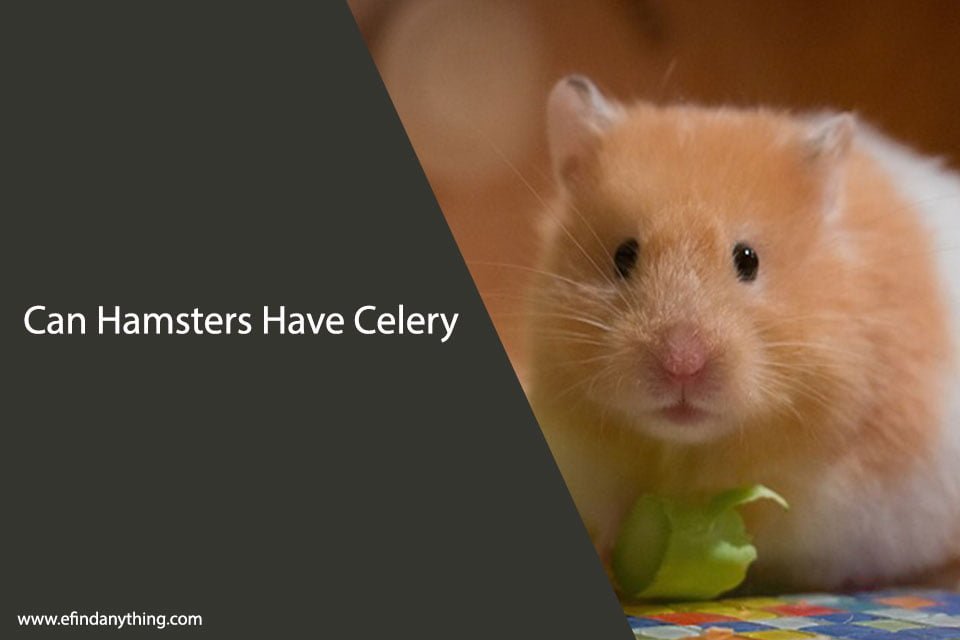 Can Hamsters Have Celery