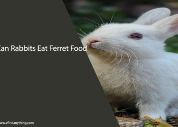 Can Rabbits Eat Ferret Food