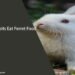 Can Rabbits Eat Ferret Food
