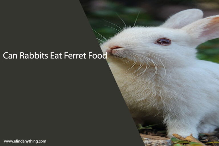 Can Rabbits Eat Ferret Food