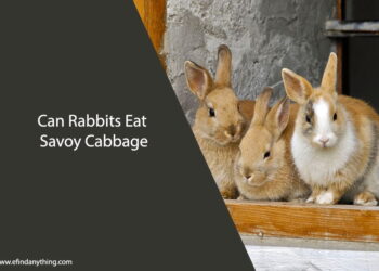 Can Rabbits Eat Savoy Cabbage
