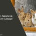 Can Rabbits Eat Savoy Cabbage