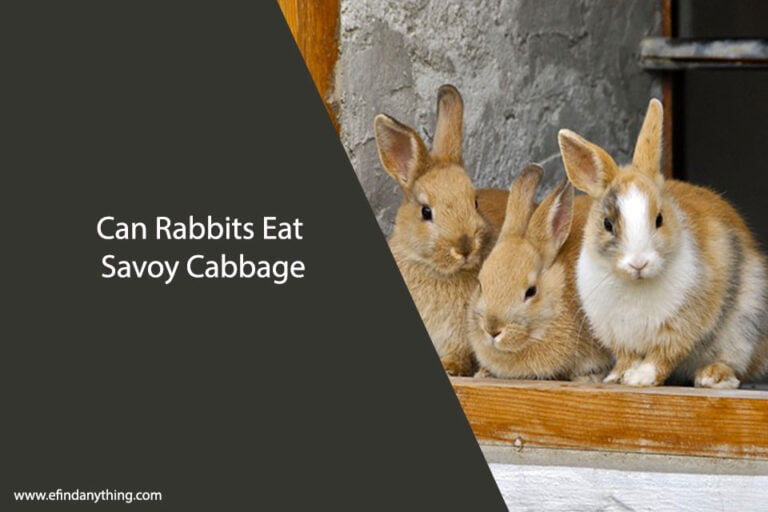 Can Rabbits Eat Savoy Cabbage