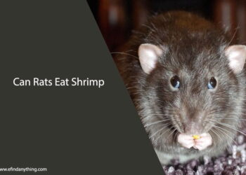 Can Rats Eat Shrimp
