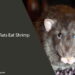 Can Rats Eat Shrimp