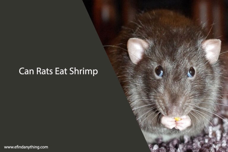 Can Rats Eat Shrimp