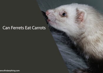 Can Ferrets Eat Carrots
