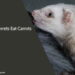 Can Ferrets Eat Carrots