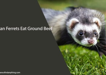 Can Ferrets Eat Ground Beef