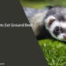Can Ferrets Eat Ground Beef