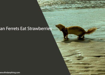 Can Ferrets Eat Strawberries