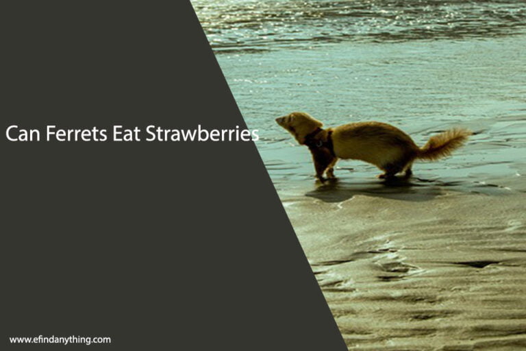 Can Ferrets Eat Strawberries