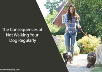 The Consequences of Not Walking Your Dog Regularly