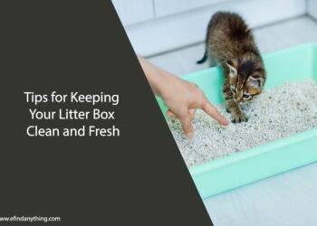 keeping litter box clean