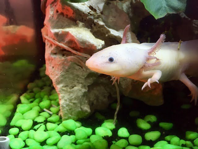 Can Axolotls Eat Red Wigglers