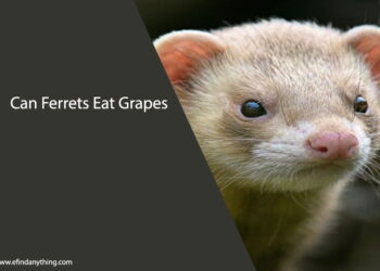 Can Ferrets Eat Grapes