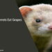 Can Ferrets Eat Grapes