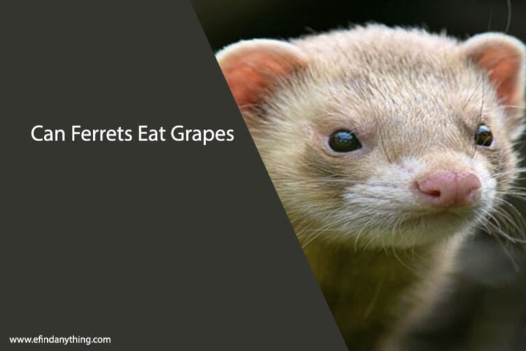 Can Ferrets Eat Grapes