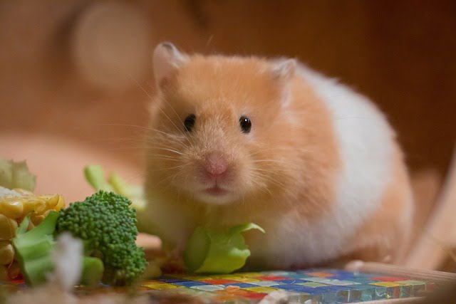 Can Hamsters Have Celery
