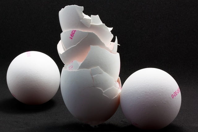 Can Ferrets Eat Egg Shells