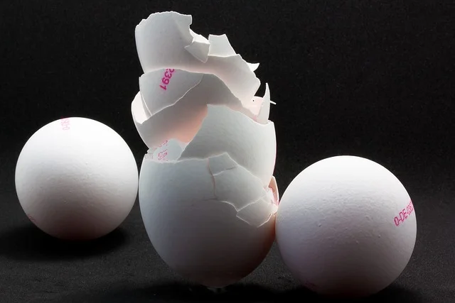 Can Ferrets Eat Egg Shells