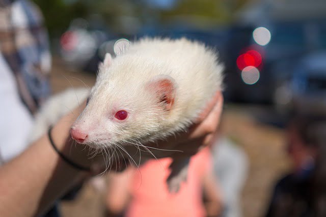 Can Ferrets Eat Strawberries