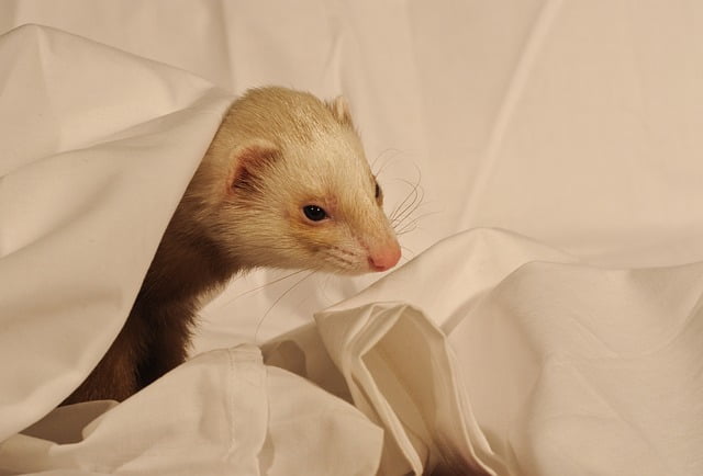 Can Ferrets Eat Carrots